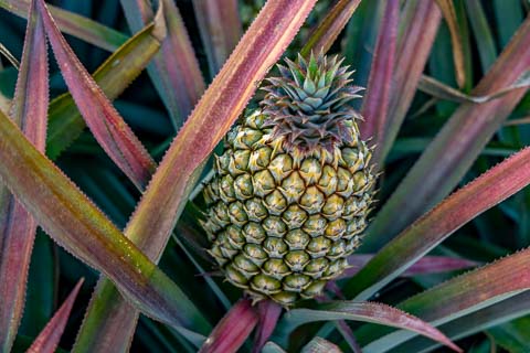 Mazuri Queen Pineapples