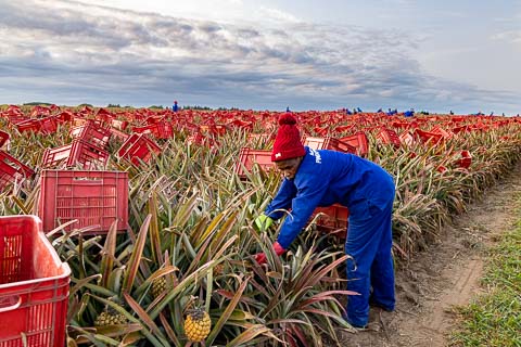 Mazuri Queen Pineapples