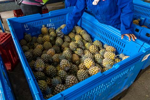 Mazuri Queen Pineapples