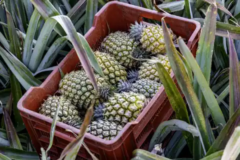 Mazuri Queen Pineapples